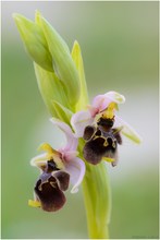 Ophrys X