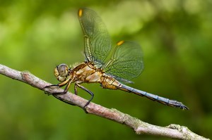 Keeled Skimmer