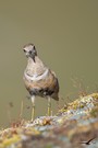 Mornellregenpfeifer (Charadrius morinellus)