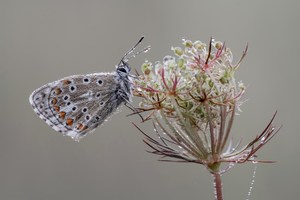 Himmelblau