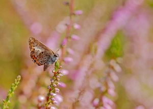 Mit diesem schon etwas durchsichtig abgeflogenen Sommervogel...