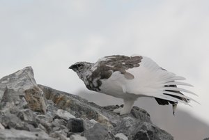 Alpenschneehuhn