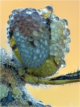 Frühe Heidelibelle - Sympetrum fonscolombii