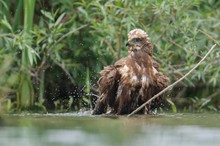 Badende Rohrweihe (Circus aeruginosus)