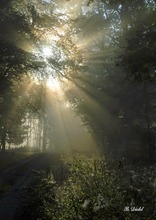 Früh morgens am Waldweg