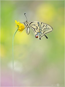 Schwalbenschwanz - Papilio machaon