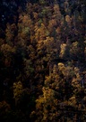 norwegischer Herbst