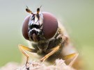 glänzende Schwarzstirnschwebfliege