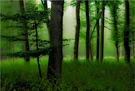 Der grüne  ...  Wald