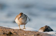 Strandspaziergang