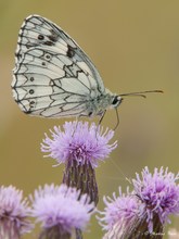 Schachbrettfalter (Melanargia galathea)