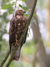 Wespenbussard