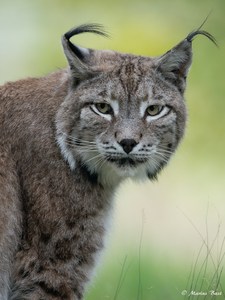 Luch (Lynx lynx)