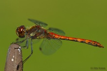 Große Heidelibelle - Sympetrum striolatum II