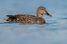 Stockente (Anas platyrhynchos)