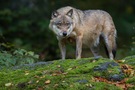 Canis lupus aus neuschönau