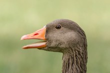 Schau mir in die Augen kleiner .....