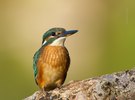 alcedo atthis