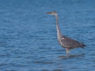 Graureiher (Ardea cinerea)