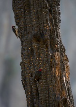Acorn Woodpecker