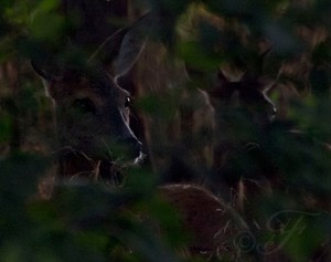 Rehe im Wald