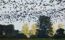 Kurzzeitiges Leuchten unterm beflügelten Lewitzhimmel...