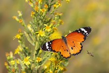 Tigerfalter (Danaus chrysippus)