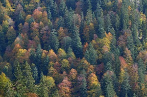 Farben des Herbst