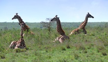 Massai-Giraffe (Giraffa camelopardalis tippelskirchi)