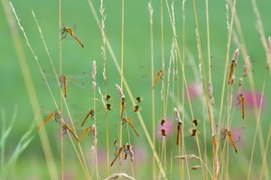 Sympetrum pedemontanum / Sympetrum depressiusculum