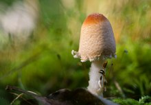 Unbekannter Pilz