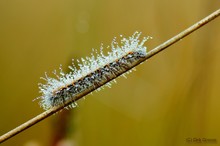 Eichenspinner Raupe - Lasiocampa quercus