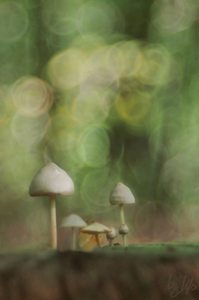 "Magic" Mushroom´s