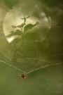 Spinnenwelten (2)