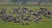 Der Adler kommt!