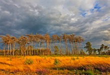 Abends in einer Heide Landschaft