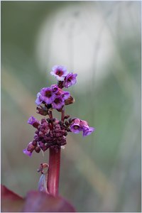 Herzblättrige Bergenie (Bergenia cordifolia)