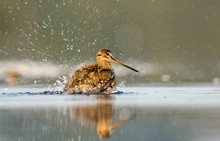 Splish splash, I'm taking a bath