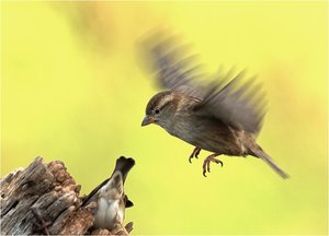 Landeanflug auf  Naturbahn