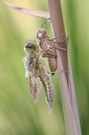 Metamorphose