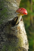 neues leben aus totem Holz?