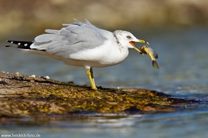 Ringschnabelmöwe (Larus delawarensis)