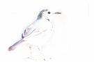 Motacilla alba