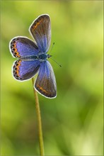 Kronwicken-Bläuling (Plebejus argyrognomon)