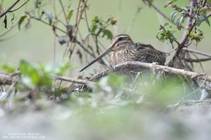 Vogel des Jahres 2013 - Die Bekassine (Gallinago gallinago)