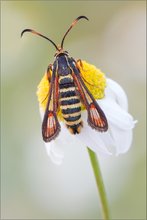 Hornklee-Glasflügler (Bembecia ichneumoniformis)