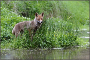 am Wasser... Rotfuchs *Vulpes vulpes*