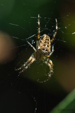 Gartenkreuzspinne- Araneus diadematus