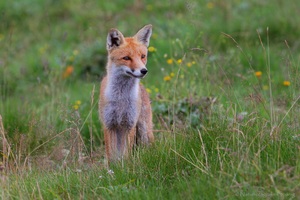 Rotfuchs (Vulpes vulpes)