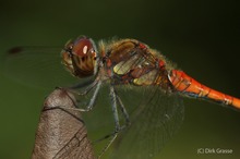 Große Heidelibelle - Sympetrum striolatum